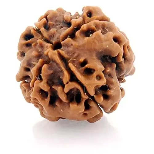 ASTRODIDI 4 Mukhi Nepali Rudraksha Four Face Rudraksha Nepali Lab Certified Medium Rudraksha Rudraksha
