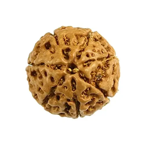 ASTRODIDI 7 Mukhi Java Rudraksha Seven Face Rudraksha Java Small Size Lab Certified Medium Rudraksha Rudraksha