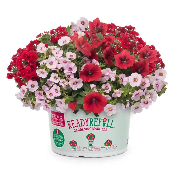 Lowe‘s Multicolor Waterloo in 1.5-Gallon Pot