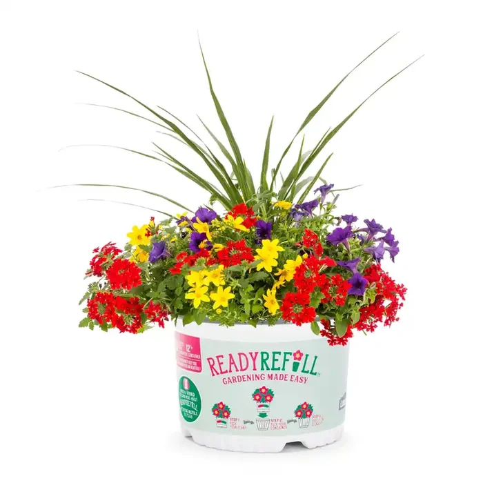Ready Refill Multicolor Bandana Lemon Meringue in 2.5-Gallon Pot