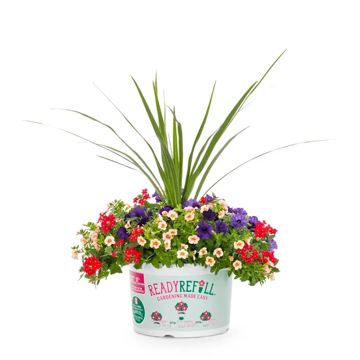 Ready Refill Multicolor Blue Lightning Mix in 2.5-Gallon Pot