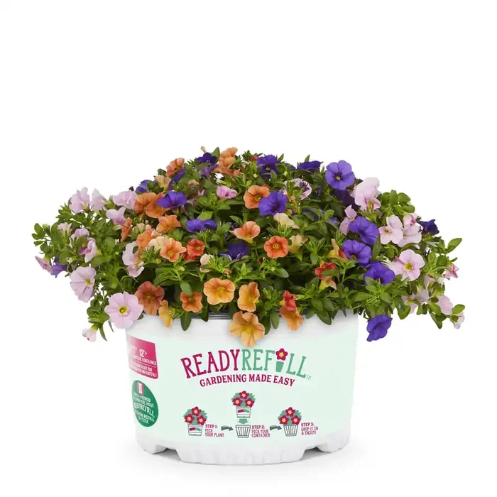 Ready Refill Multicolor Calibrachoa Mix in 1.5-Gallons Pot