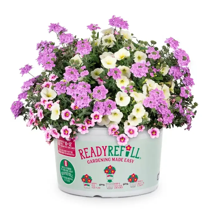 Ready Refill Multicolor Hunny Bunny in 1.5-Gallon Pot
