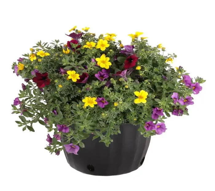 Ready Refill Multicolor Mixed Annuals Combinations in 1.5-Gallon Pot