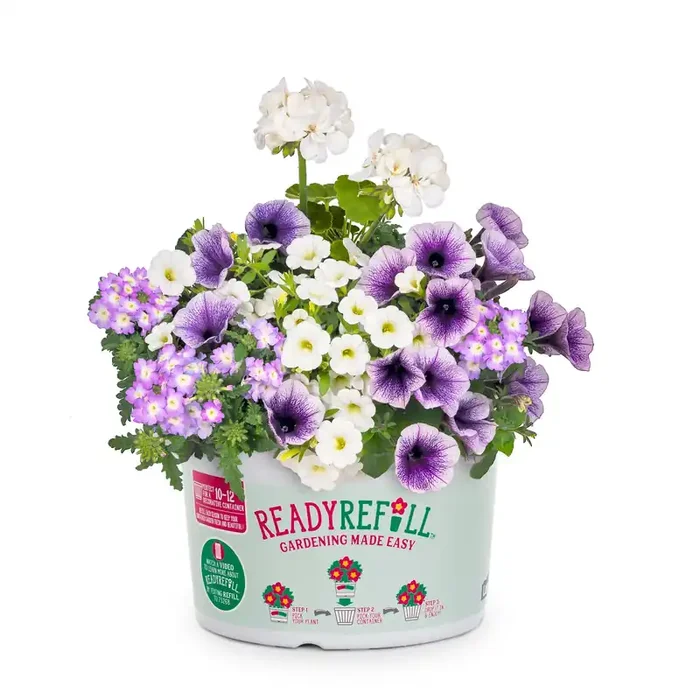 Ready Refill Multicolor Mixed Annuals Combinations in 2.5-Gallon Pot