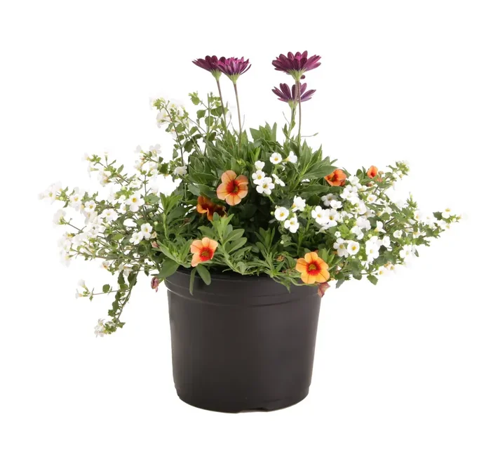 Ready Refill Multicolor Mixed Annuals Combinations in 3-Quart Pot