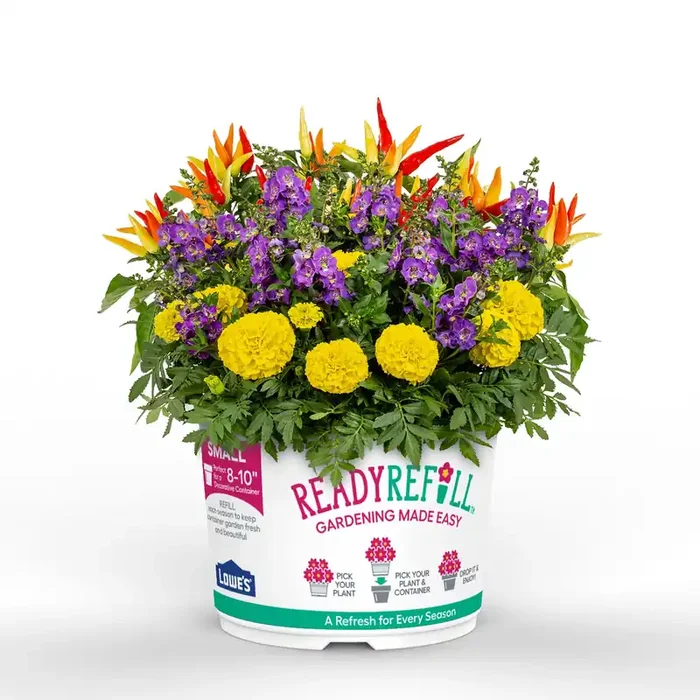 Ready Refill Multicolor Ready Refill Mixed Annuals Combo in 1.5 Gallon(s) Pot 12 -Pack