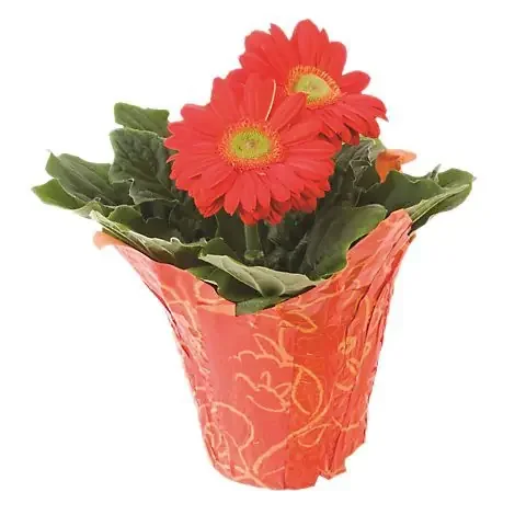 Red Assorted Blooming 6 Inch – Each