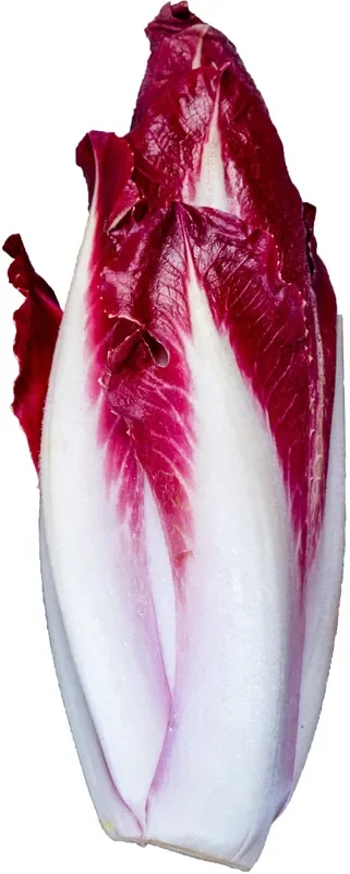 Red Belgian Endive