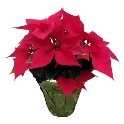 Red Poinsettia – 6.5 Inch