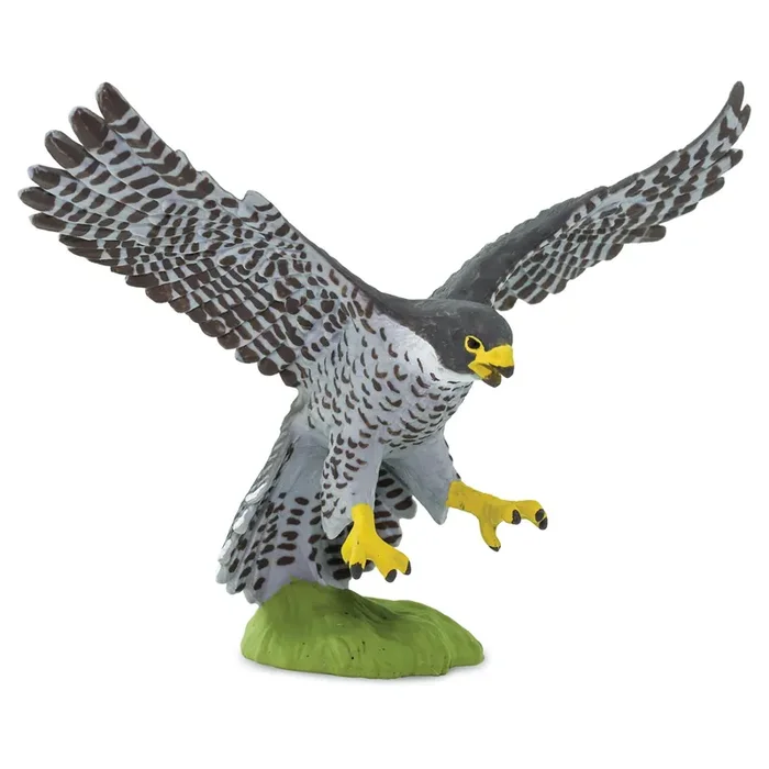 Safr-Peregrine Falcon