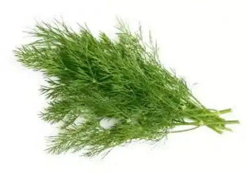 Scissortail Dill