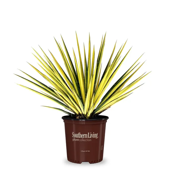 Southern Living Adam‘s Needle Accent Shrub in 2 -Gallon Pot 1 -Pack with White Blooms