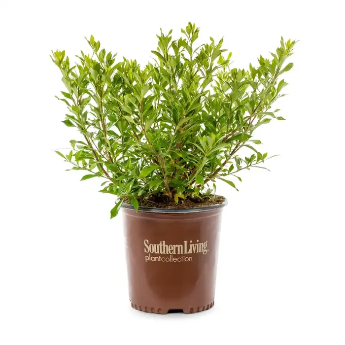 Southern Living Fool Proof Gardenia Flowering Shrub in 2.5 -Quart Pot 1 -Pack with White Blooms