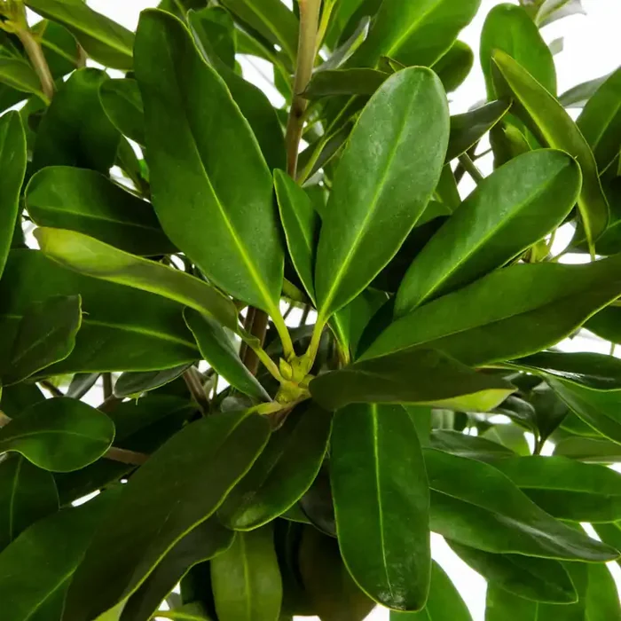 Southern Living Miss Scarlett 174 Illicium Foundation/Hedge Shrub in 3.00 -Gallon Pot 1.0 -Pack with Red Blooms