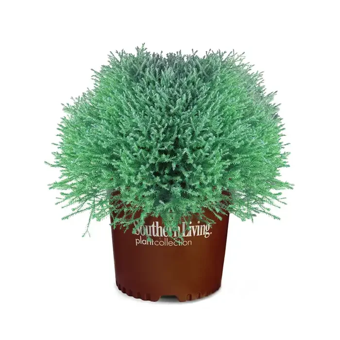 Southern Living Pancake 8482 Arborvitae Accent Shrub in -Gallon Pot 1 -Pack
