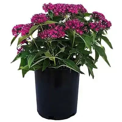 Spring Creek Growers Lucky Star Violet Pentas Potted Plant