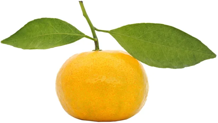 Stem & Leaf Tangelo