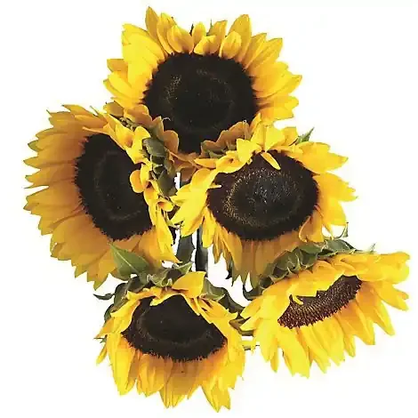 Sunflower 5 Stem – Each