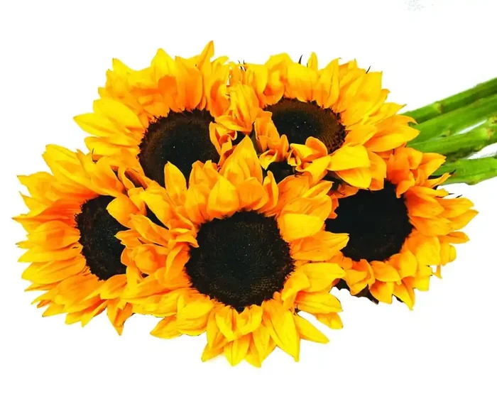 Sunflower Bunch